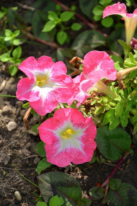 Petunia x 'Limbo saumon' (2)